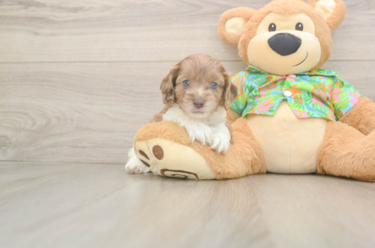Cockapoo Pup Being Cute