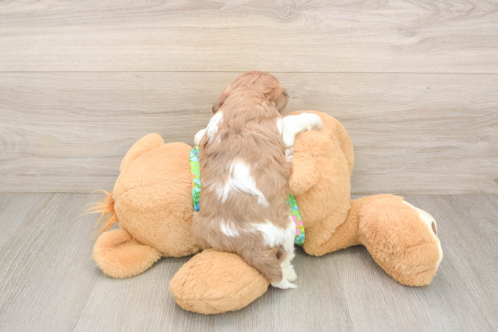 Small Cockapoo Baby