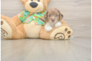 Small Cockapoo Baby