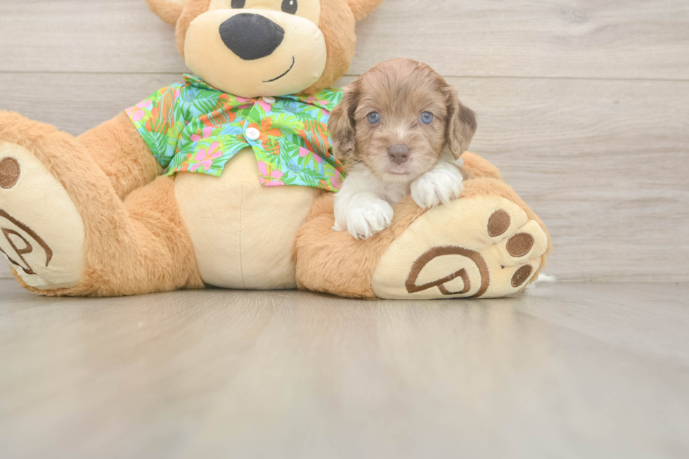 Small Cockapoo Baby