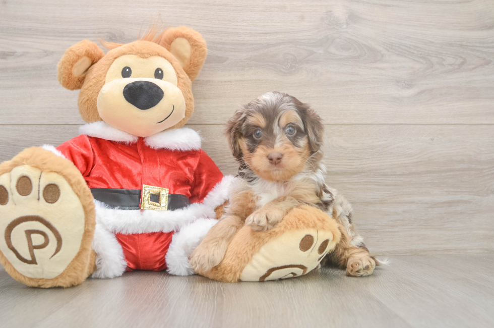 5 week old Cockapoo Puppy For Sale - Pilesgrove Pups