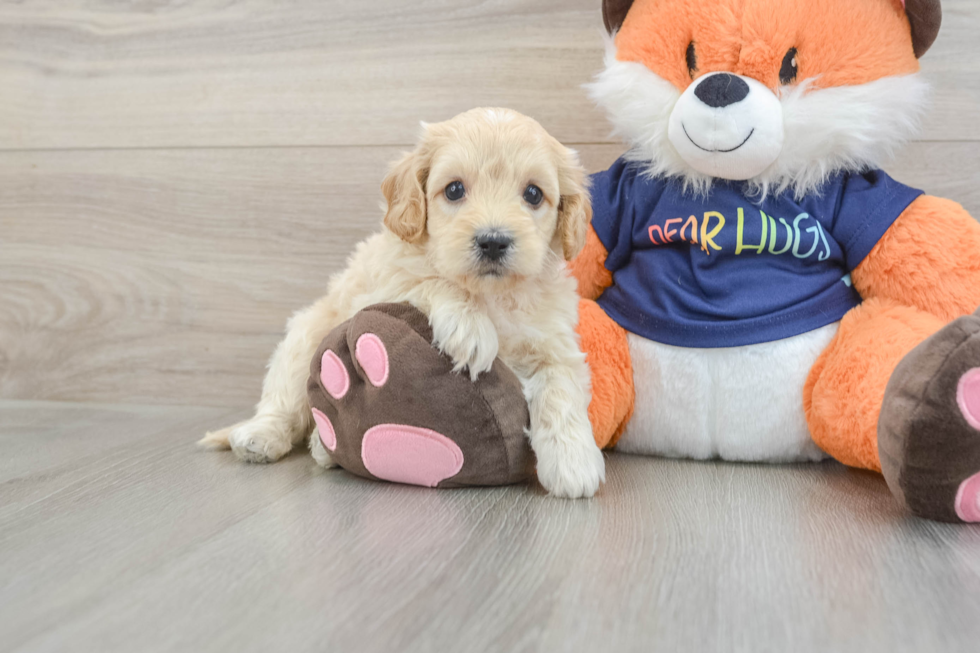 Cute Cockapoo Baby