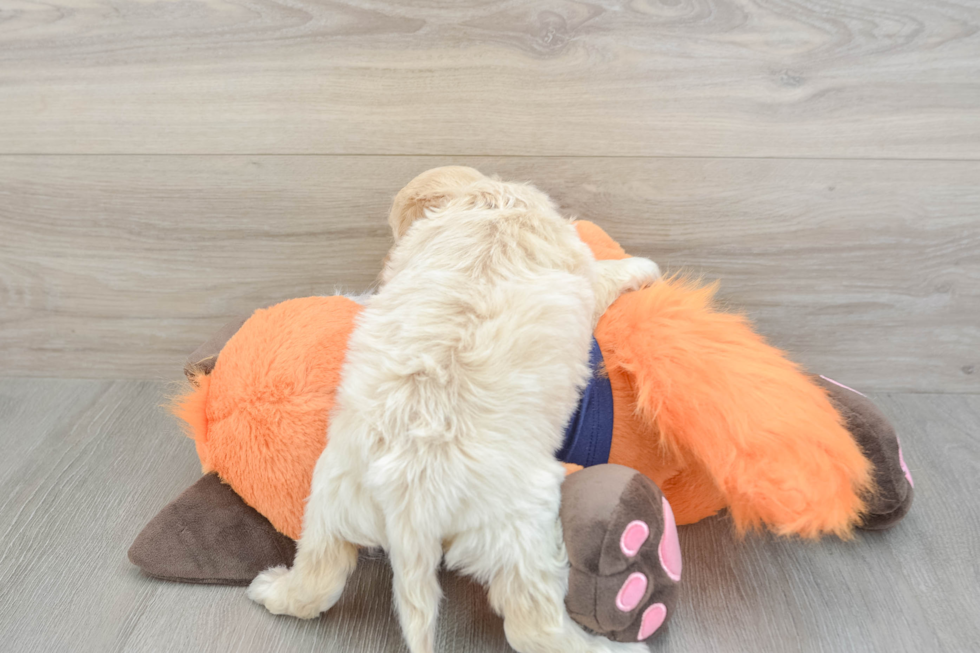 Small Cockapoo Baby