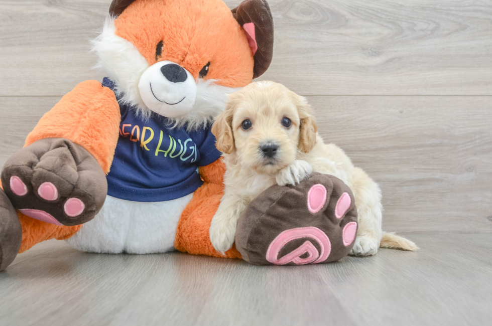 5 week old Cockapoo Puppy For Sale - Pilesgrove Pups