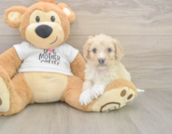 5 week old Cockapoo Puppy For Sale - Pilesgrove Pups