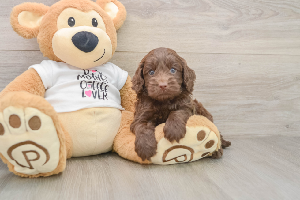 Popular Cockapoo Poodle Mix Pup