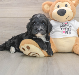5 week old Cockapoo Puppy For Sale - Pilesgrove Pups