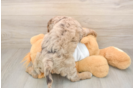 Cockapoo Puppy for Adoption