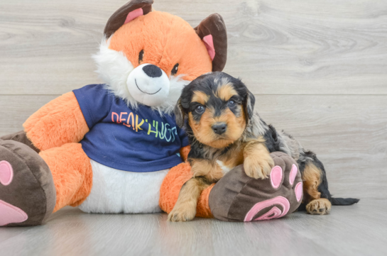 Best Cockapoo Baby