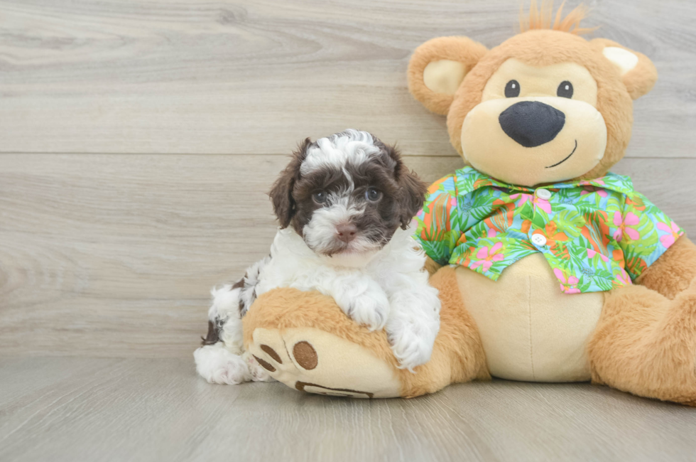 5 week old Cockapoo Puppy For Sale - Pilesgrove Pups