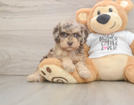 8 week old Cockapoo Puppy For Sale - Pilesgrove Pups