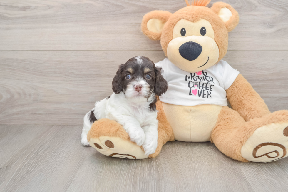 Cockapoo Pup Being Cute