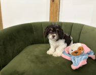10 week old Cockapoo Puppy For Sale - Pilesgrove Pups