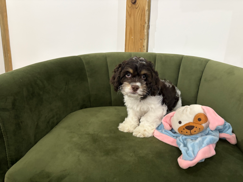 Cockapoo Pup Being Cute