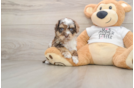 Fluffy Cockapoo Poodle Mix Pup