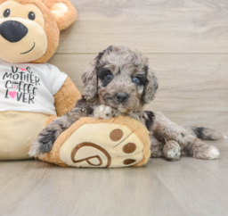 5 week old Cockapoo Puppy For Sale - Pilesgrove Pups