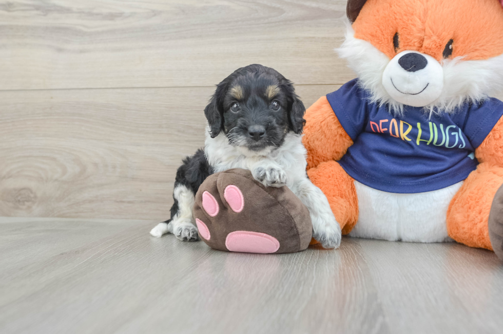5 week old Cockapoo Puppy For Sale - Pilesgrove Pups