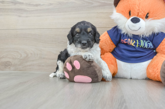 Cockapoo Puppy for Adoption