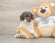8 week old Cockapoo Puppy For Sale - Pilesgrove Pups