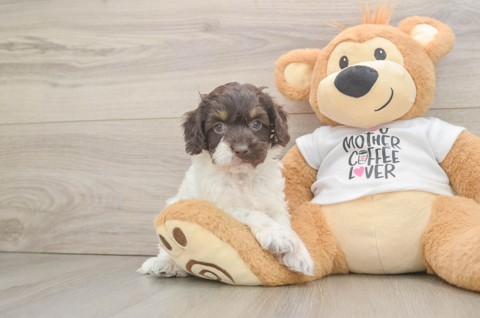 5 week old Cockapoo Puppy For Sale - Pilesgrove Pups