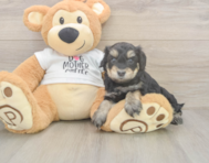 5 week old Cockapoo Puppy For Sale - Pilesgrove Pups