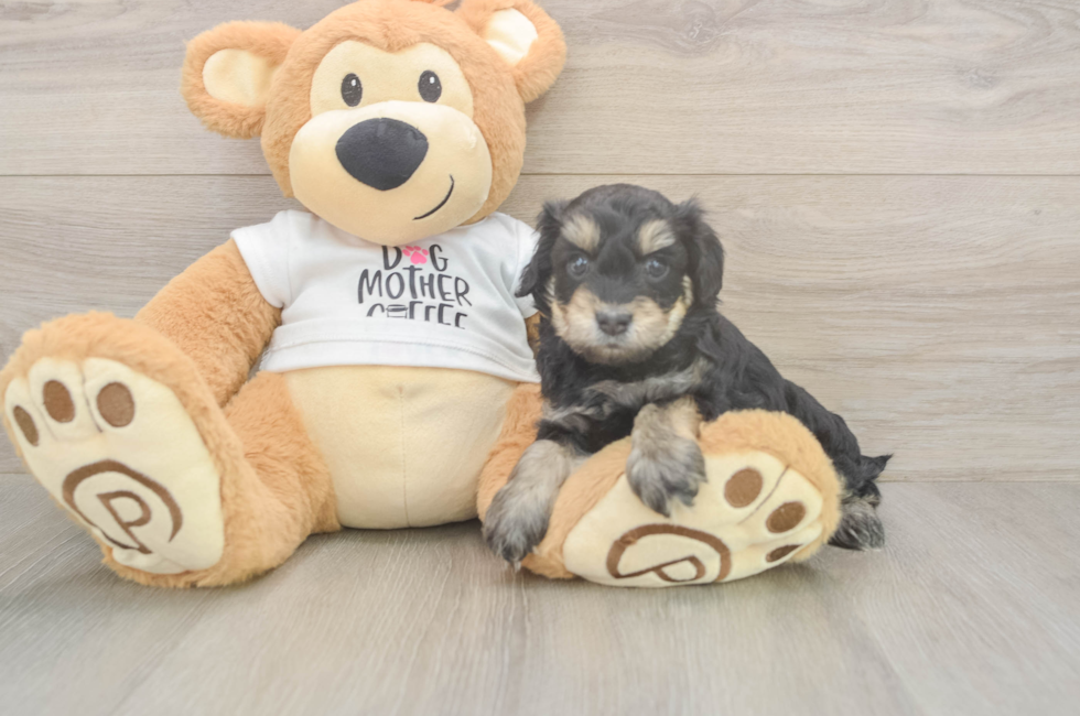 5 week old Cockapoo Puppy For Sale - Pilesgrove Pups