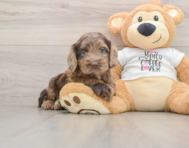 6 week old Cockapoo Puppy For Sale - Pilesgrove Pups
