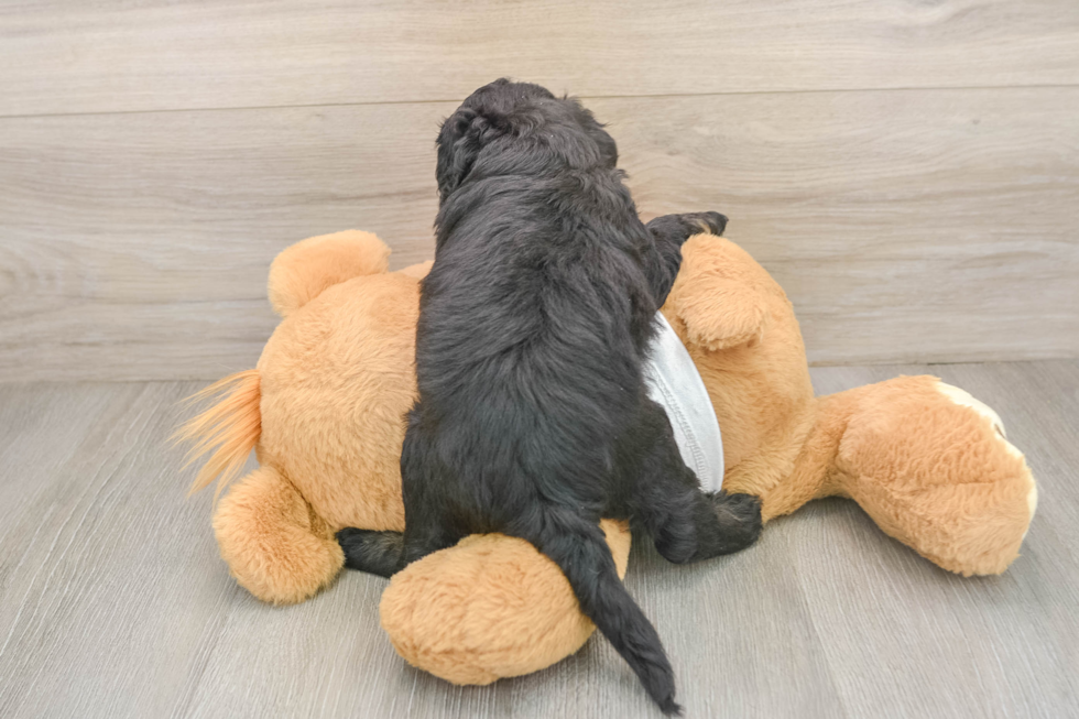 Cockapoo Puppy for Adoption