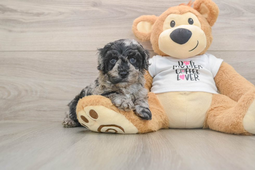 Cockapoo Puppy for Adoption
