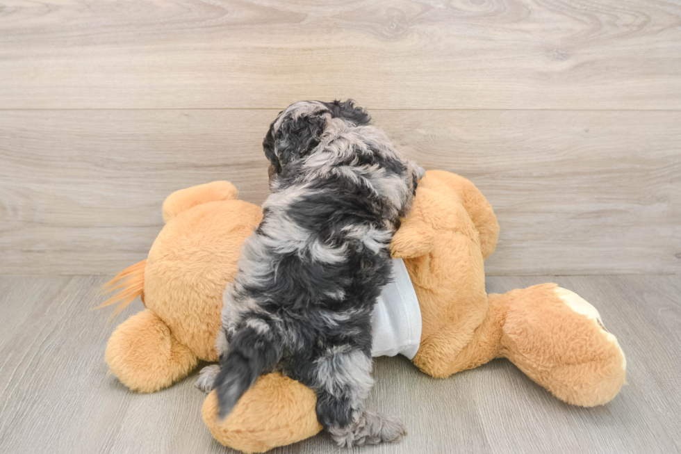 Cockapoo Pup Being Cute