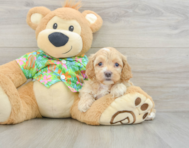 7 week old Cockapoo Puppy For Sale - Pilesgrove Pups