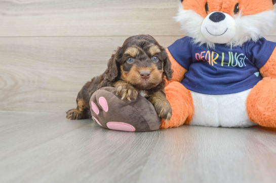 Cockapoo Pup Being Cute