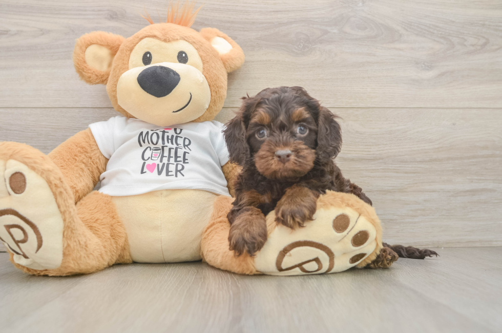 6 week old Cockapoo Puppy For Sale - Pilesgrove Pups