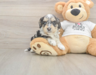5 week old Cockapoo Puppy For Sale - Pilesgrove Pups