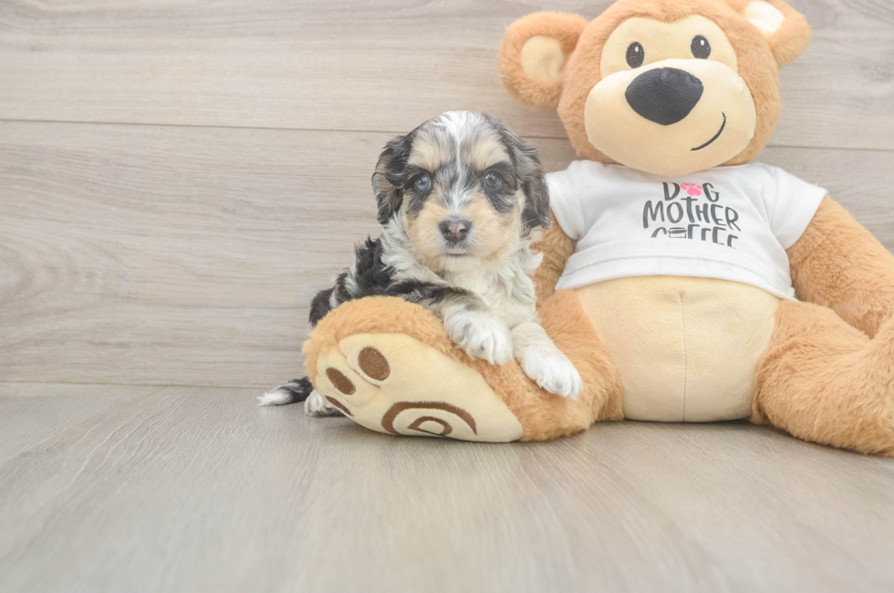 6 week old Cockapoo Puppy For Sale - Pilesgrove Pups
