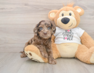 6 week old Cockapoo Puppy For Sale - Pilesgrove Pups