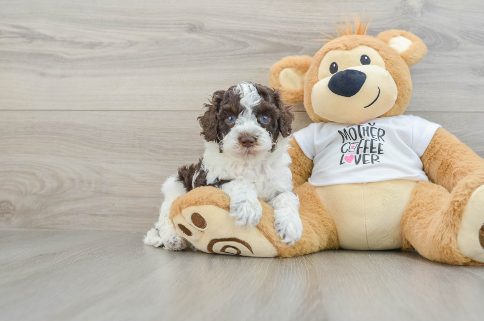 8 week old Cockapoo Puppy For Sale - Pilesgrove Pups