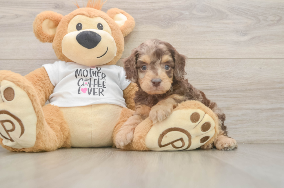 6 week old Cockapoo Puppy For Sale - Pilesgrove Pups