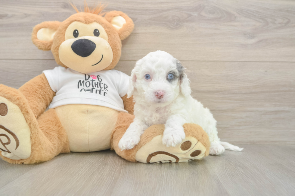 5 week old Cockapoo Puppy For Sale - Pilesgrove Pups