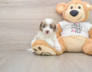 7 week old Cockapoo Puppy For Sale - Pilesgrove Pups