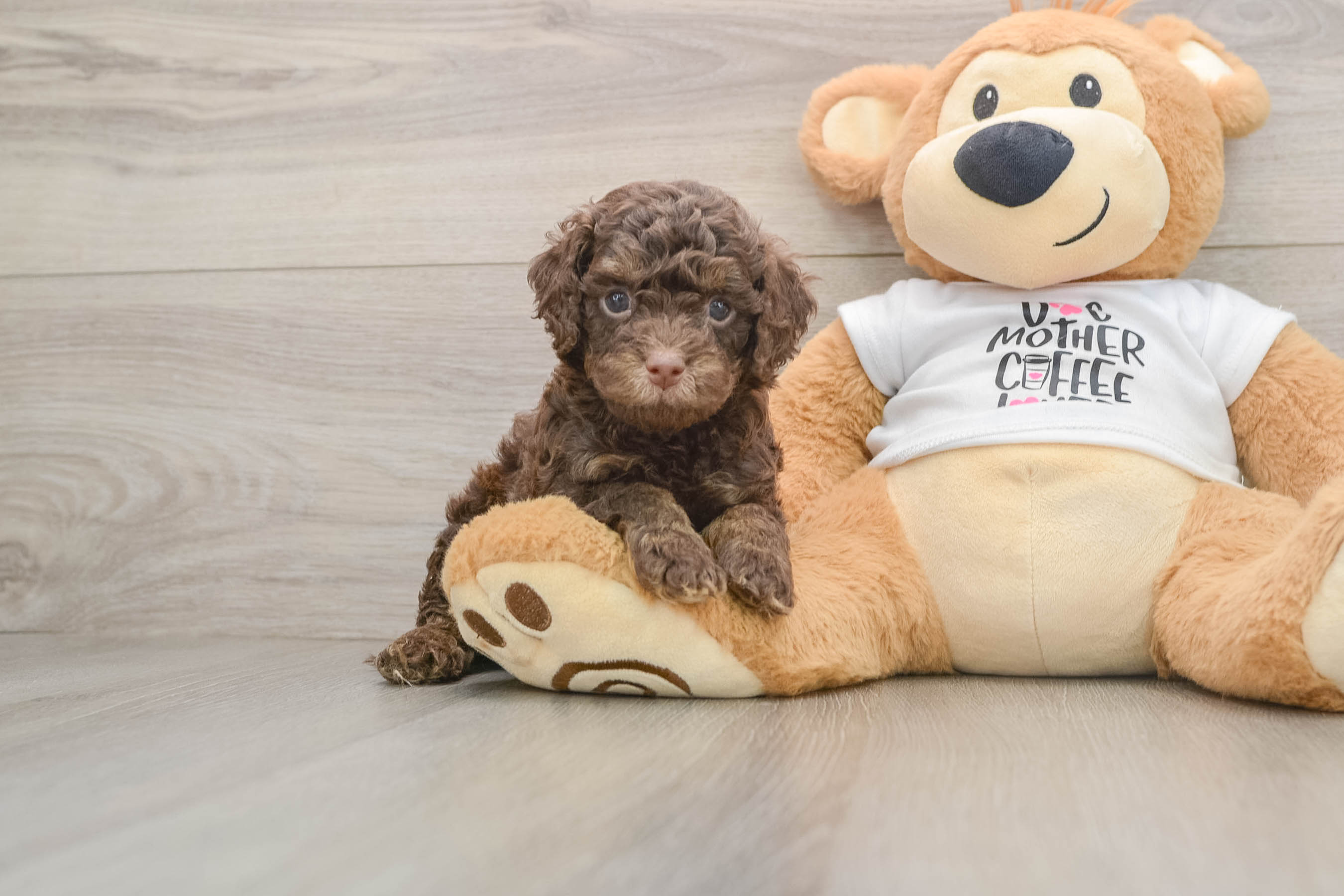 Happy Cockapoo Baby