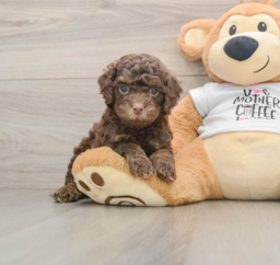 8 week old Cockapoo Puppy For Sale - Pilesgrove Pups
