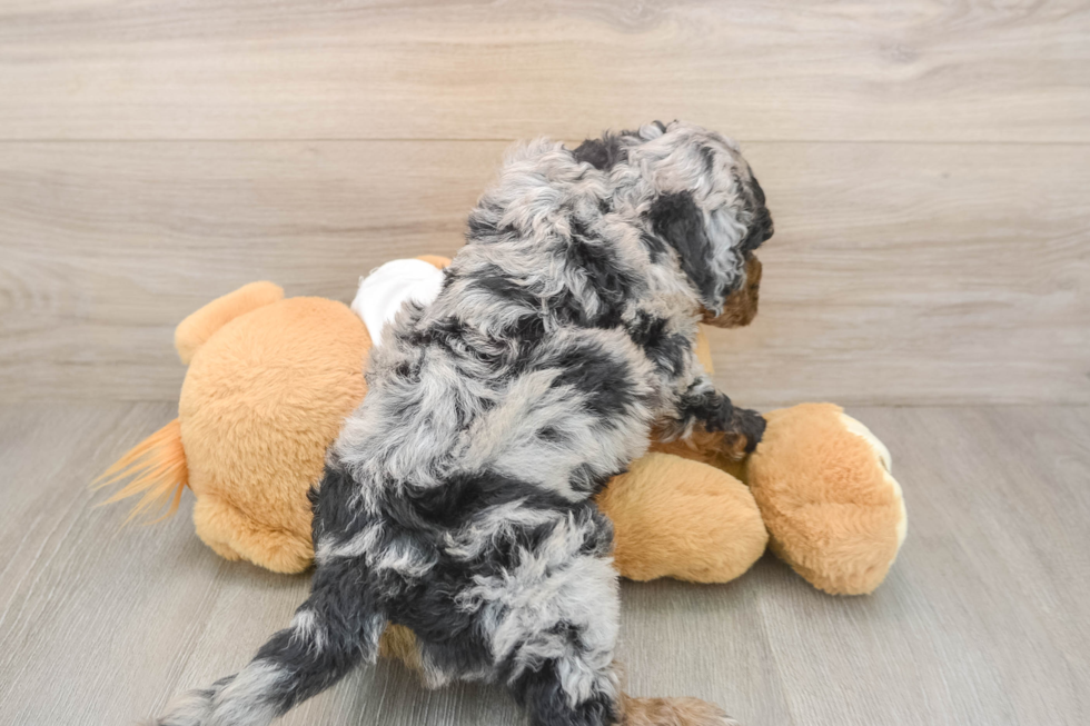 Cockapoo Puppy for Adoption