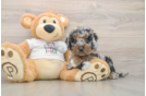 Best Cockapoo Baby