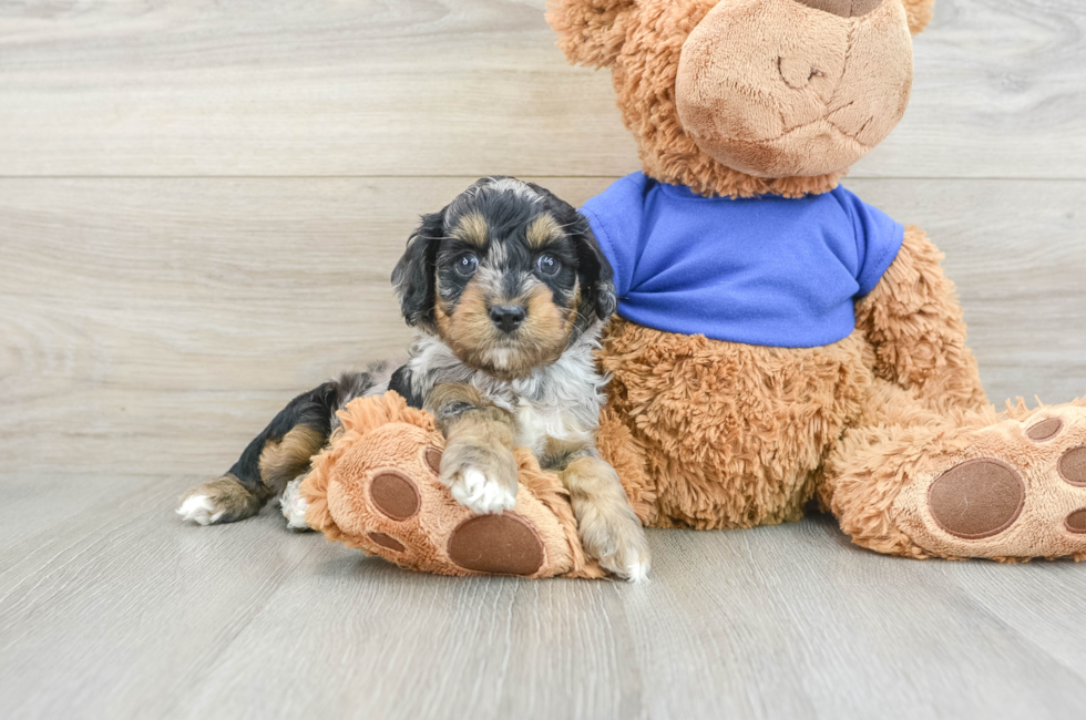 7 week old Cockapoo Puppy For Sale - Pilesgrove Pups