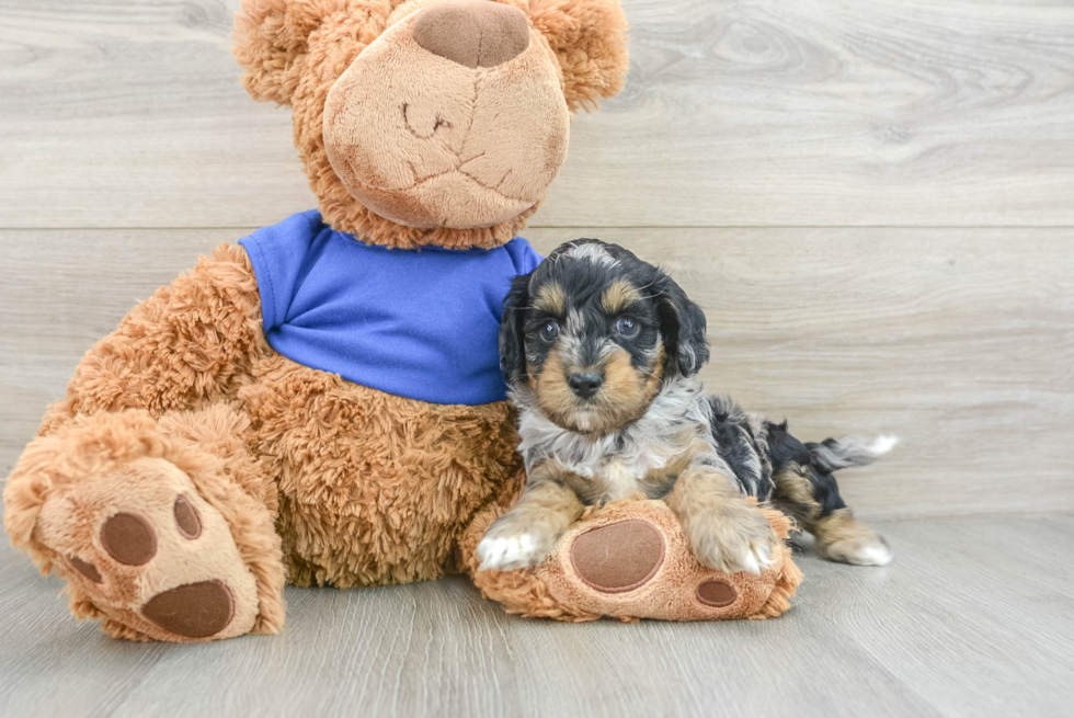 Fluffy Cockapoo Poodle Mix Pup