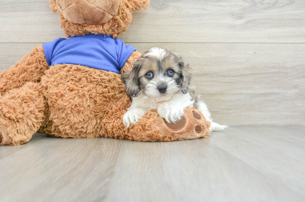 7 week old Cockapoo Puppy For Sale - Pilesgrove Pups