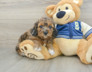 7 week old Cockapoo Puppy For Sale - Pilesgrove Pups