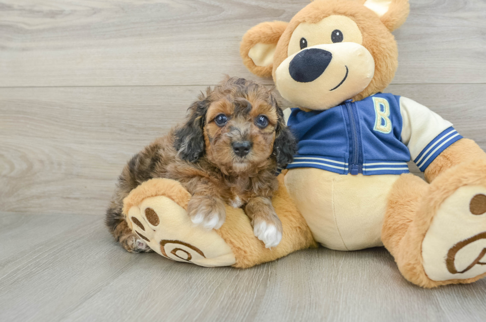 7 week old Cockapoo Puppy For Sale - Pilesgrove Pups