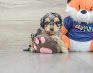7 week old Cockapoo Puppy For Sale - Pilesgrove Pups